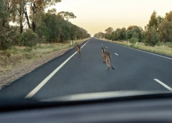 ‘We’ve lost many lives’: Should you swerve to avoid wildlife?