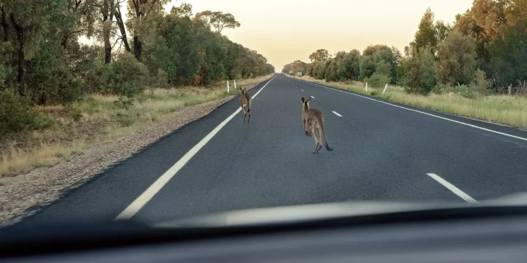 ‘We’ve lost many lives’: Should you swerve to avoid wildlife?